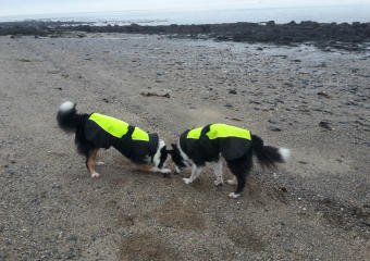 Flynn's Pet Care Dunoon, dogs playing on beach