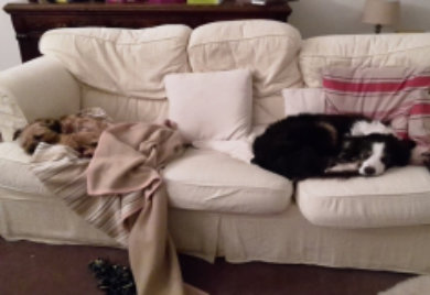 Flynn's Pet Care Dunoon, dogs sleeping on settee